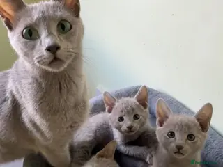 Russian Blue cats TICA 5* pedigree Russian blue kittens - Advert 2