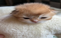 British Longhair cats for sale: GCCF reg BLH Black and Chocolate Golden kittens - Image 8
