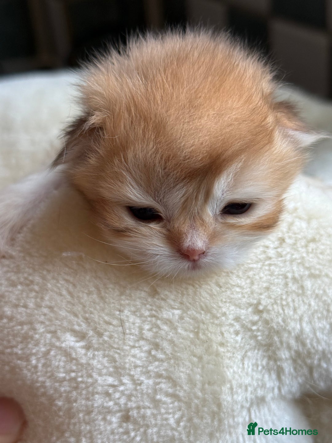 British Longhair cats for sale: GCCF reg BLH Black and Chocolate Golden kittens - Image 8