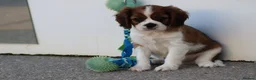 Cavalier King Charles Spaniel dogs for sale: PUG x CAVALIER puppies for sale  - Advert 9