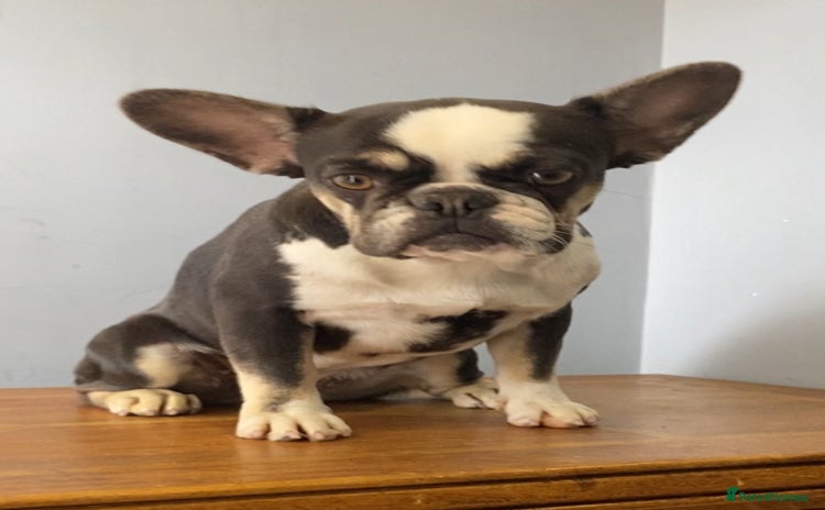French Bulldog dogs - Advert 15