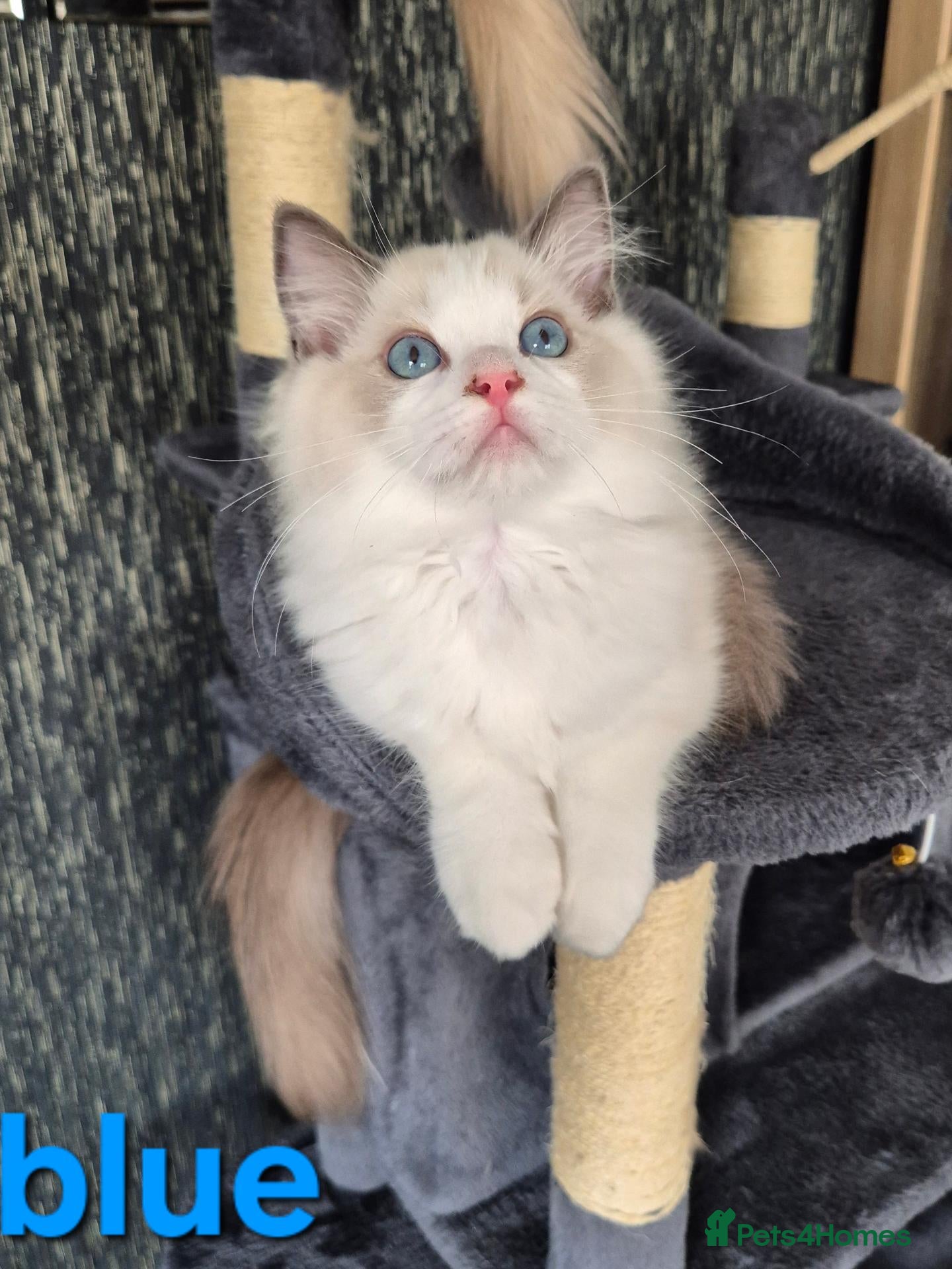 Ragdoll cats Last Boy TICA registered DNA Tested Ragdoll Kitten - Advert 1