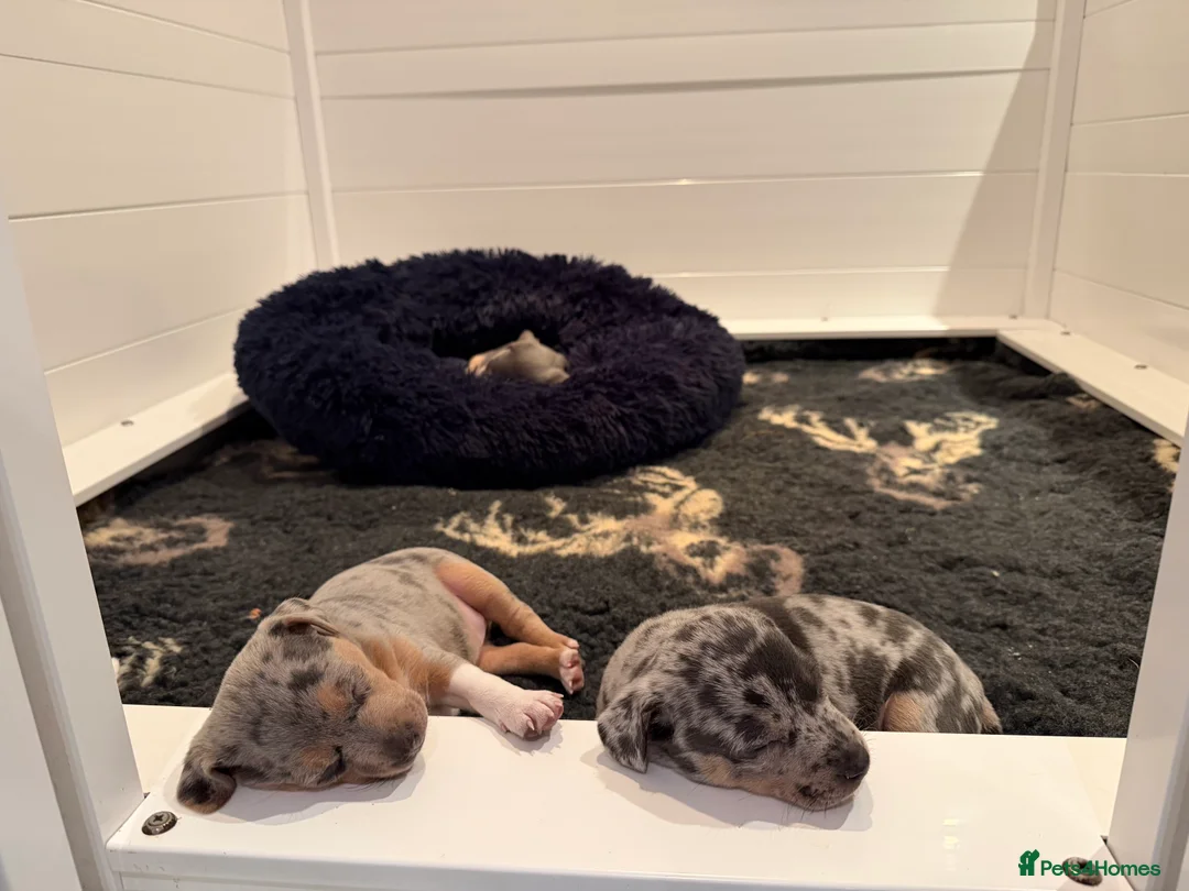 Jack Russell dogs for sale: Perfect Blue and Blue Merle Jack Russell Puppies - Advert 17