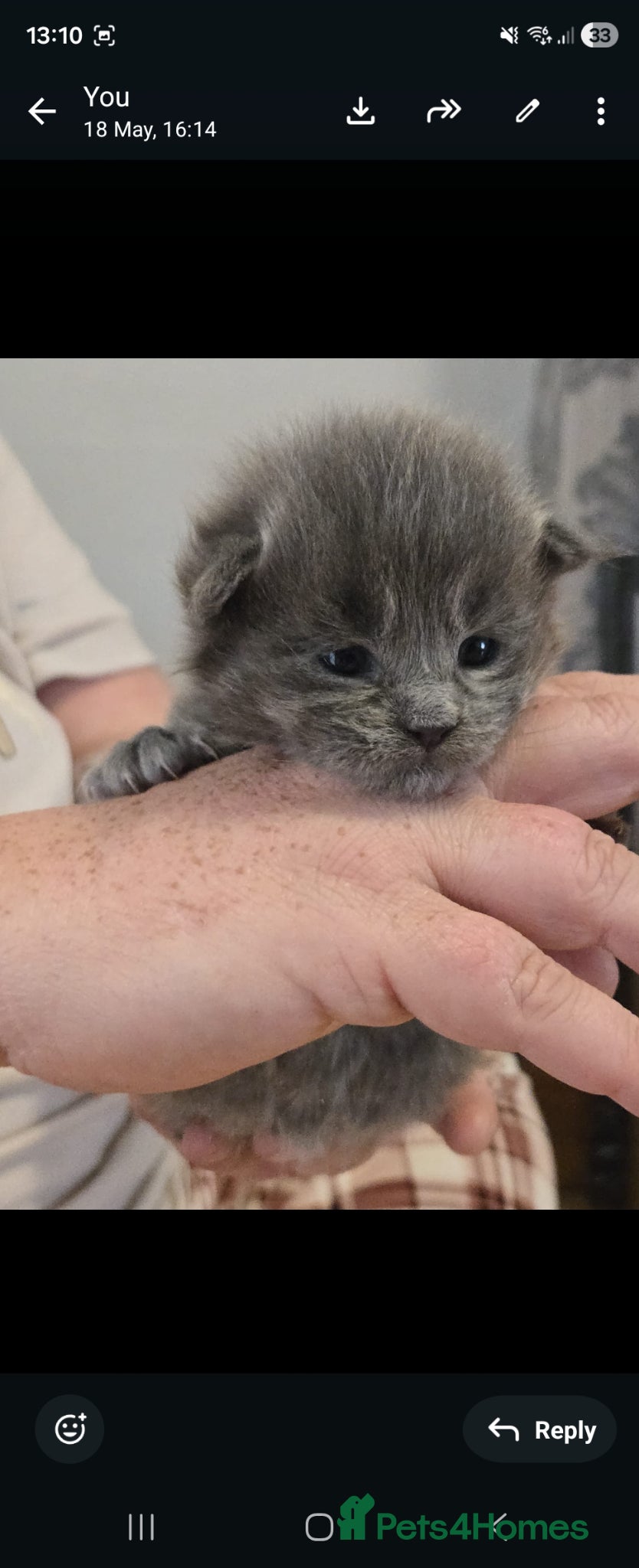Maine Coon cats for sale: 1 male & 1 female maine coone kittens.  - Advert 7