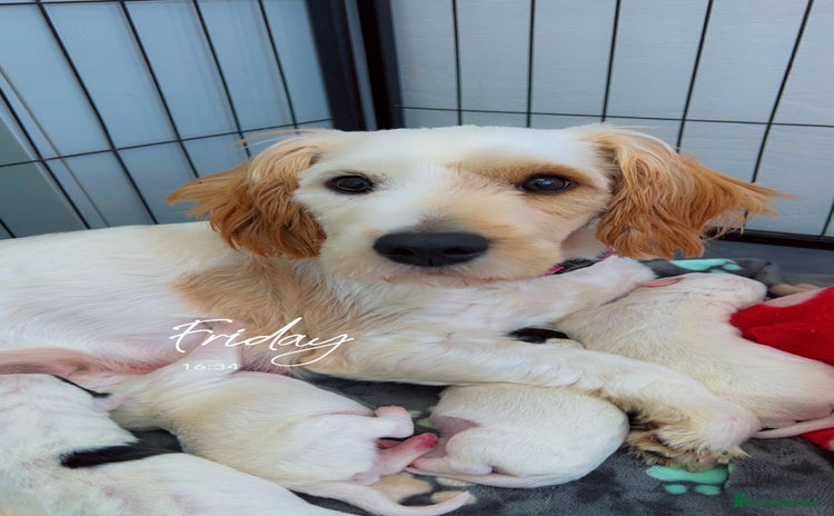 Mixed Breed dogs - Advert 1