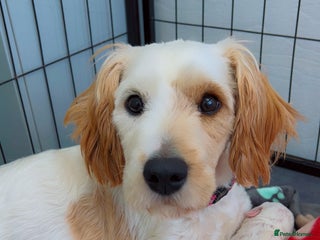 Mixed Breed dogs - Advert 31