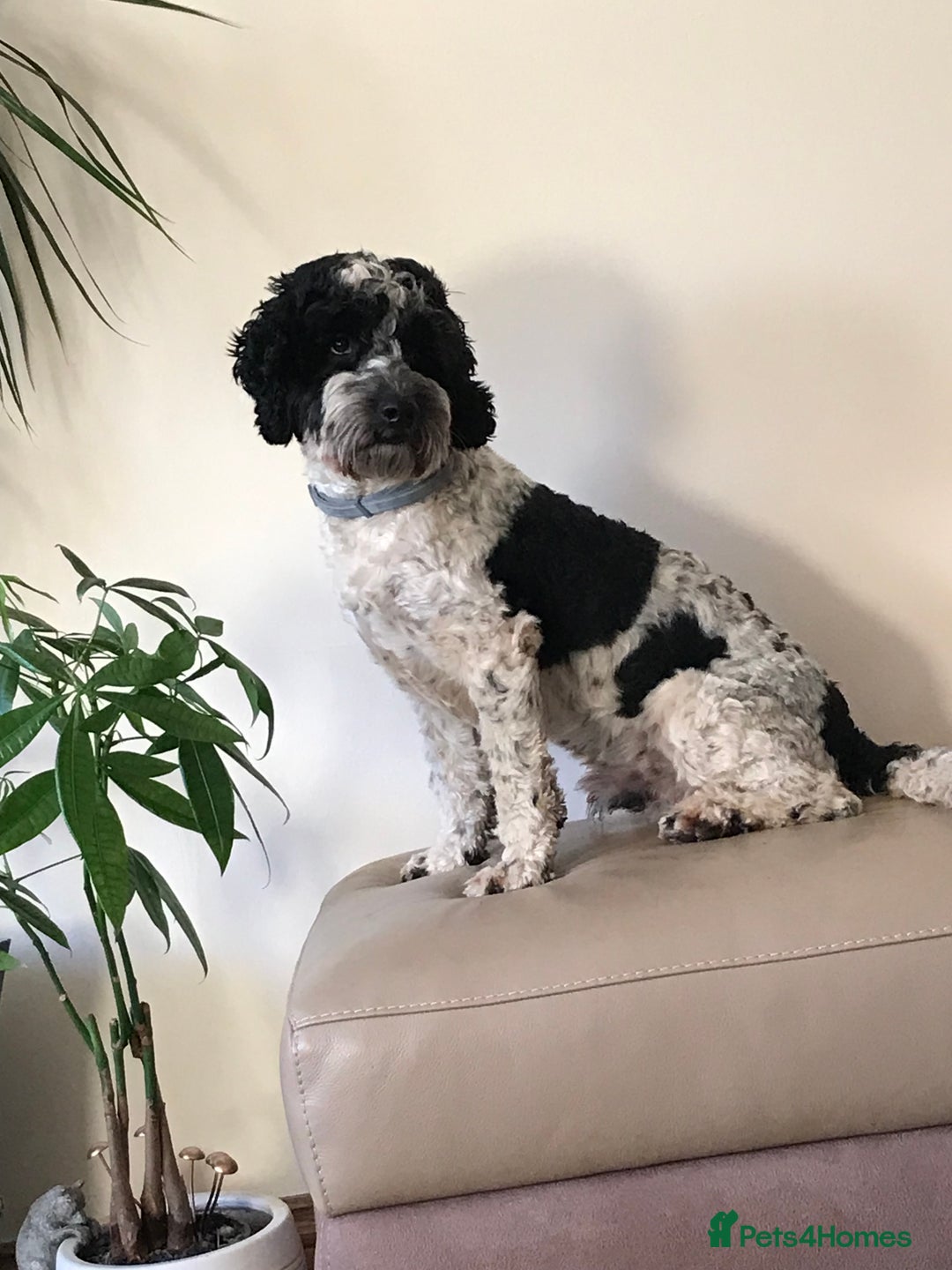 Cockapoo dogs for stud: Bertie the cockapoo available for stud - Advert 7