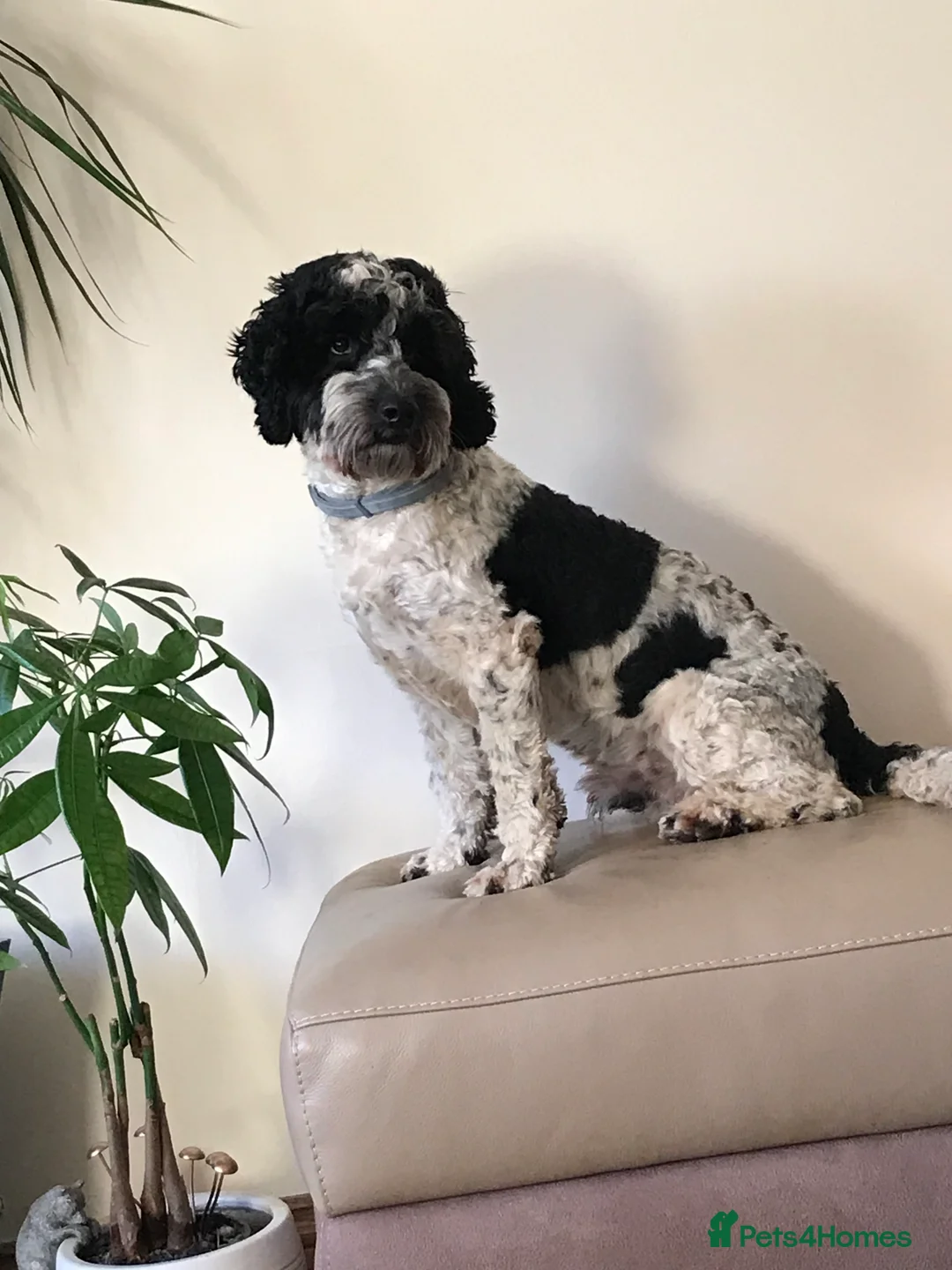 Cockapoo dogs for stud: Bertie the cockapoo available for stud - Advert 7