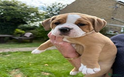 Old Tyme Bulldog dogs for sale: **Chunky NEBBER OLD TYME BULLDOG** - Image 5