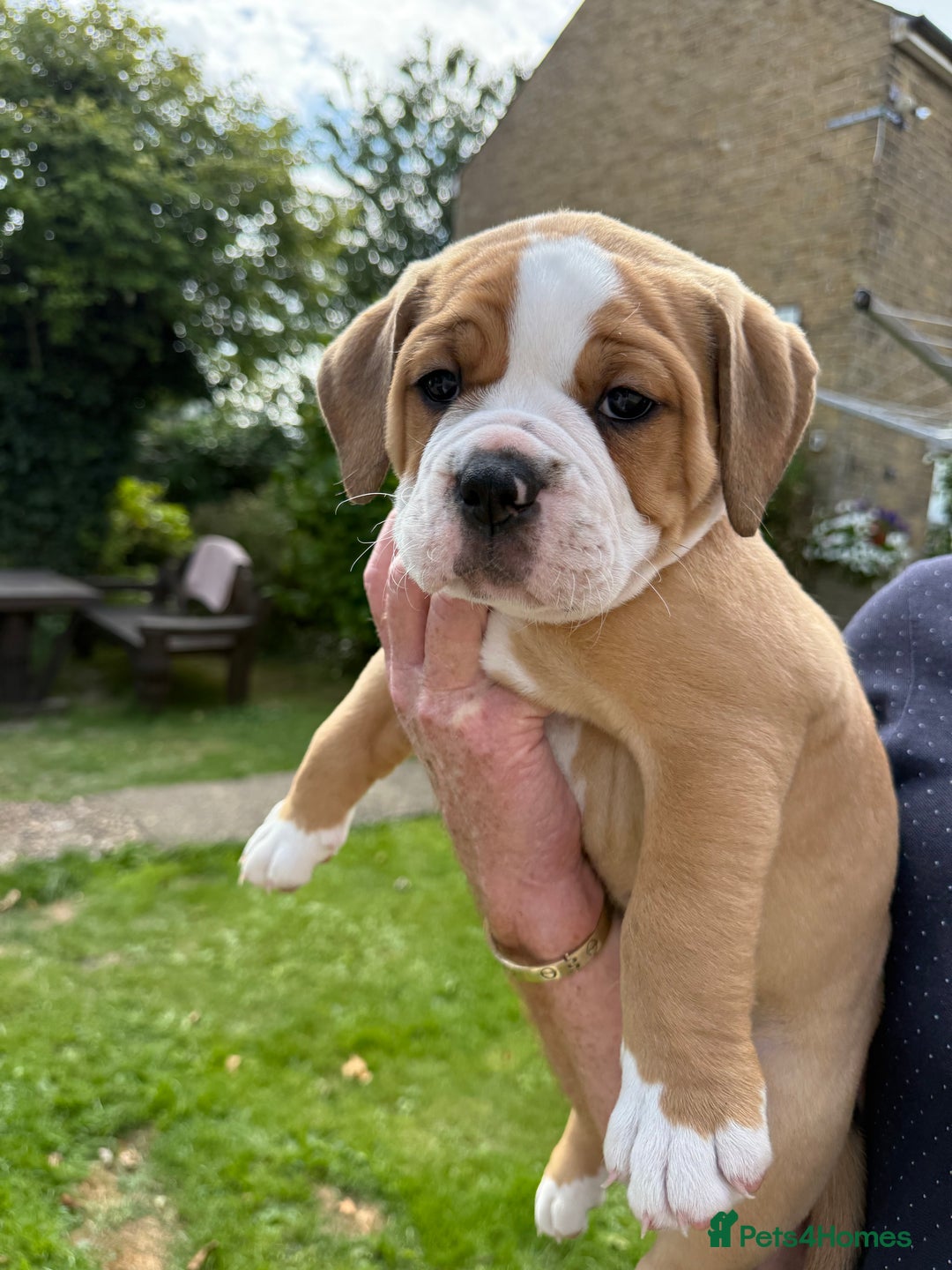 Old Tyme Bulldog dogs for sale: **Chunky NEBBER OLD TYME BULLDOG** - Image 5