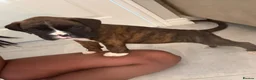 Boxer dogs for sale: ALL NOW HAVE DEPOSITS  - Advert 12