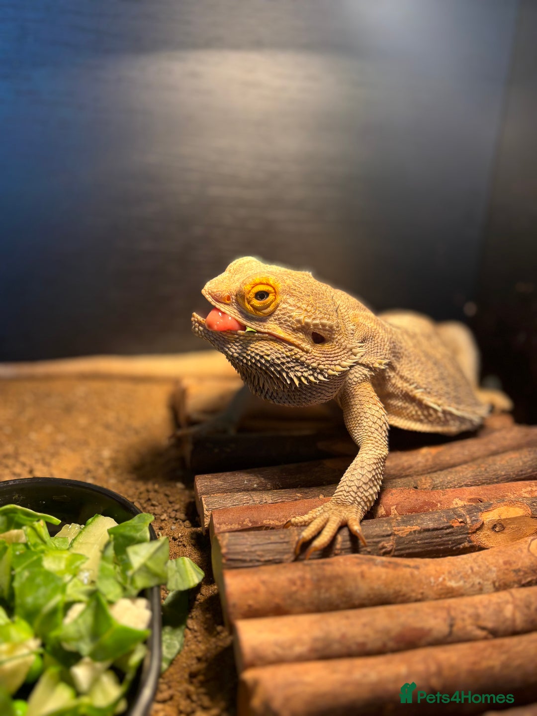 Bearded Dragon reptiles for sale: bearded dragon  - Image 3