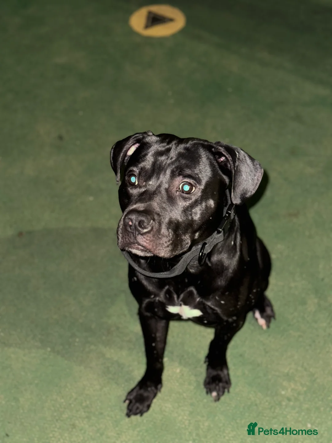 American Bull Staffy dogs for stud: Creed x karma  - Advert 4