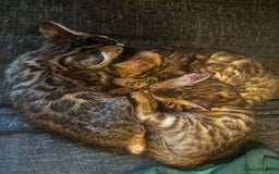 Bengal cats for sale: Lovely Bengal Kittens Looking for Loving Homes! 🐾 - Image 6