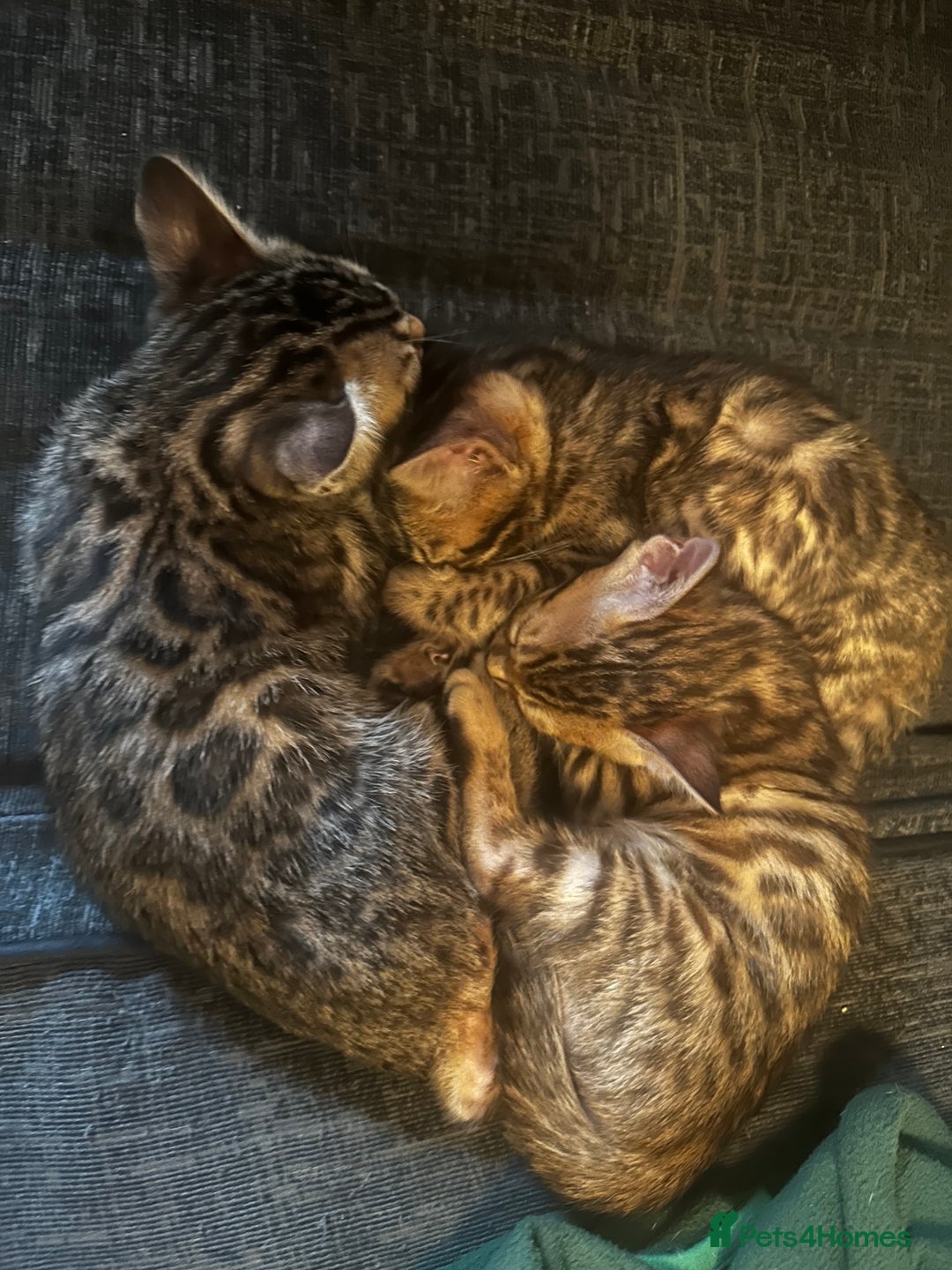 Bengal cats for sale: Lovely Bengal Kittens Looking for Loving Homes! 🐾 - Image 6