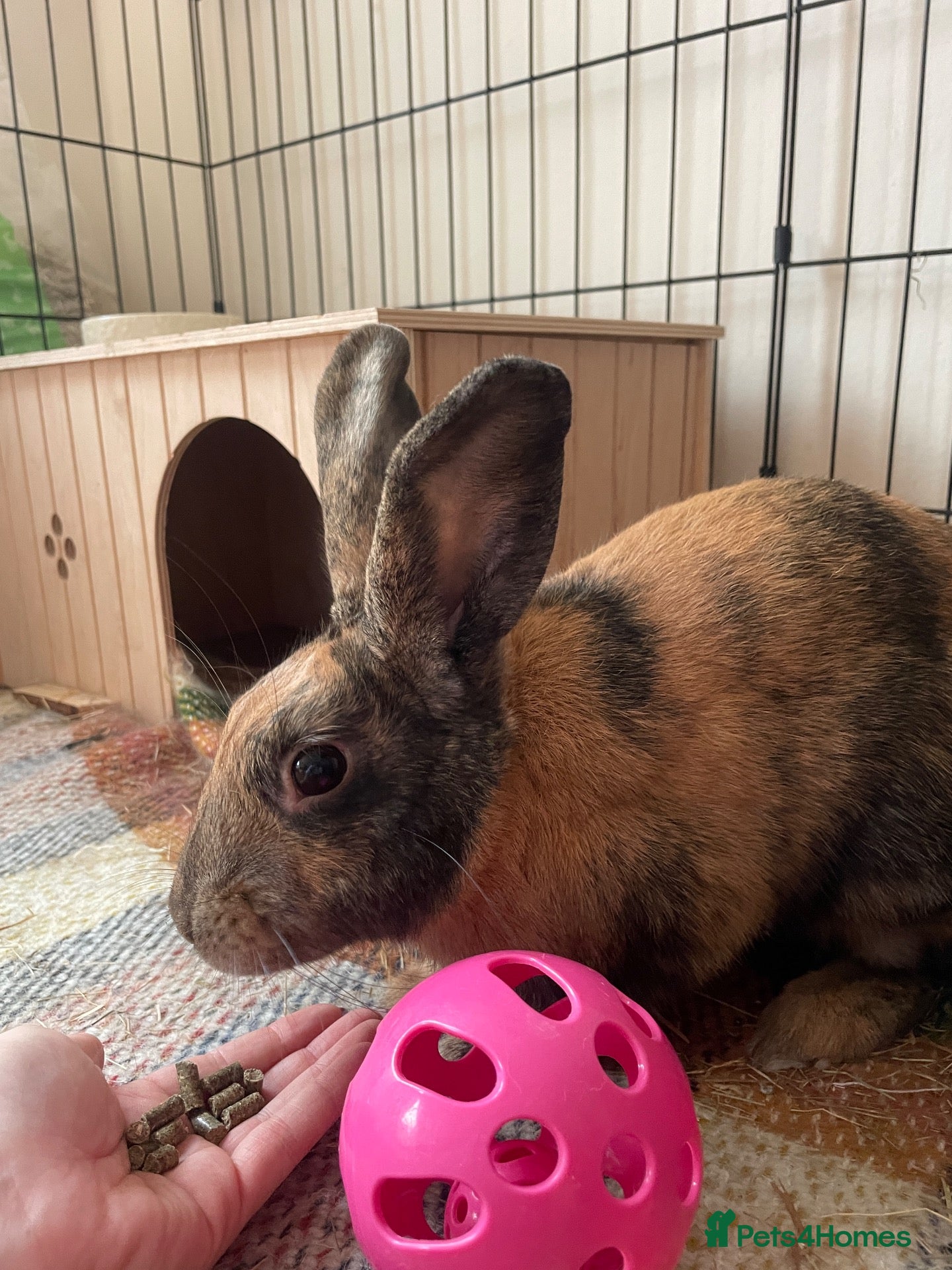 Mixed Breed rabbits Gorgeous male rabbit - Advert 1
