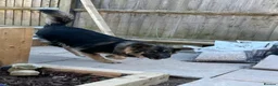German Shepherd dogs for sale: Meet marmalade our female German shepherd  - Advert 3