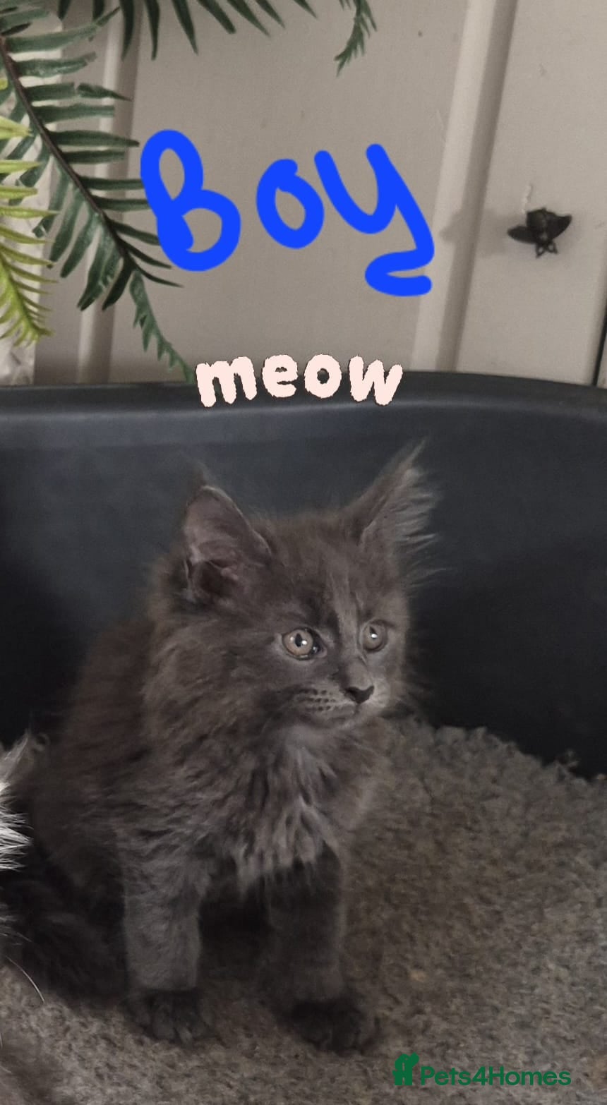 Maine Coon cats Gorgeous mainecoon babies  - Advert 2