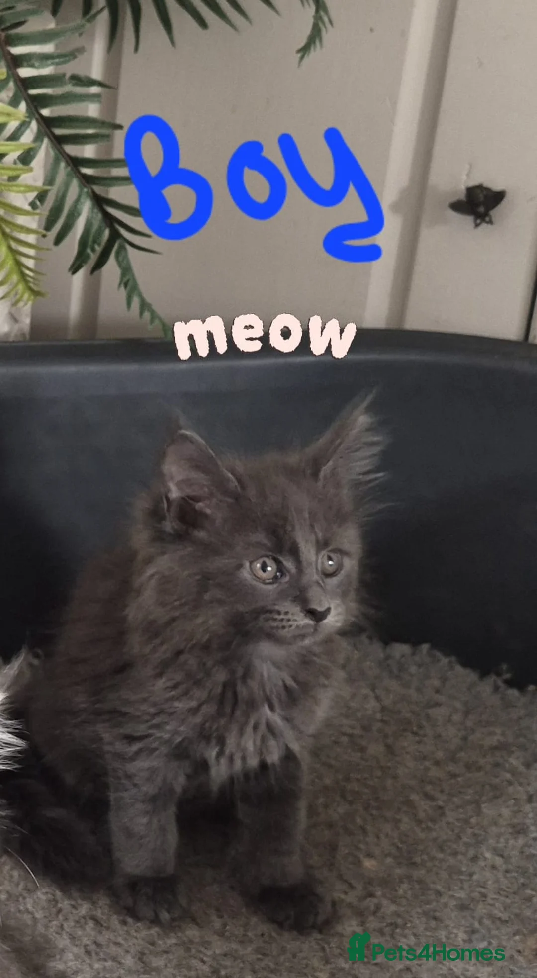 Maine Coon cats for sale: Gorgeous mainecoon babies  - Advert 2