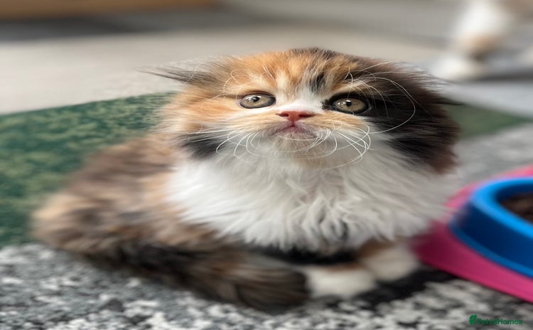 Scottish Fold cats - Advert 1