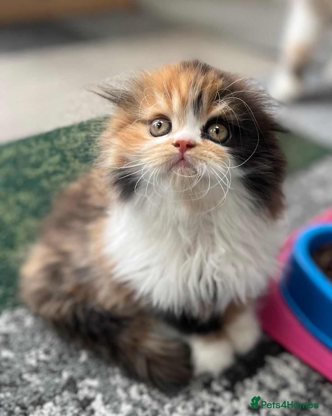 Scottish Fold cats for sale: TICA registered Scottish Fold Girl - Image 1