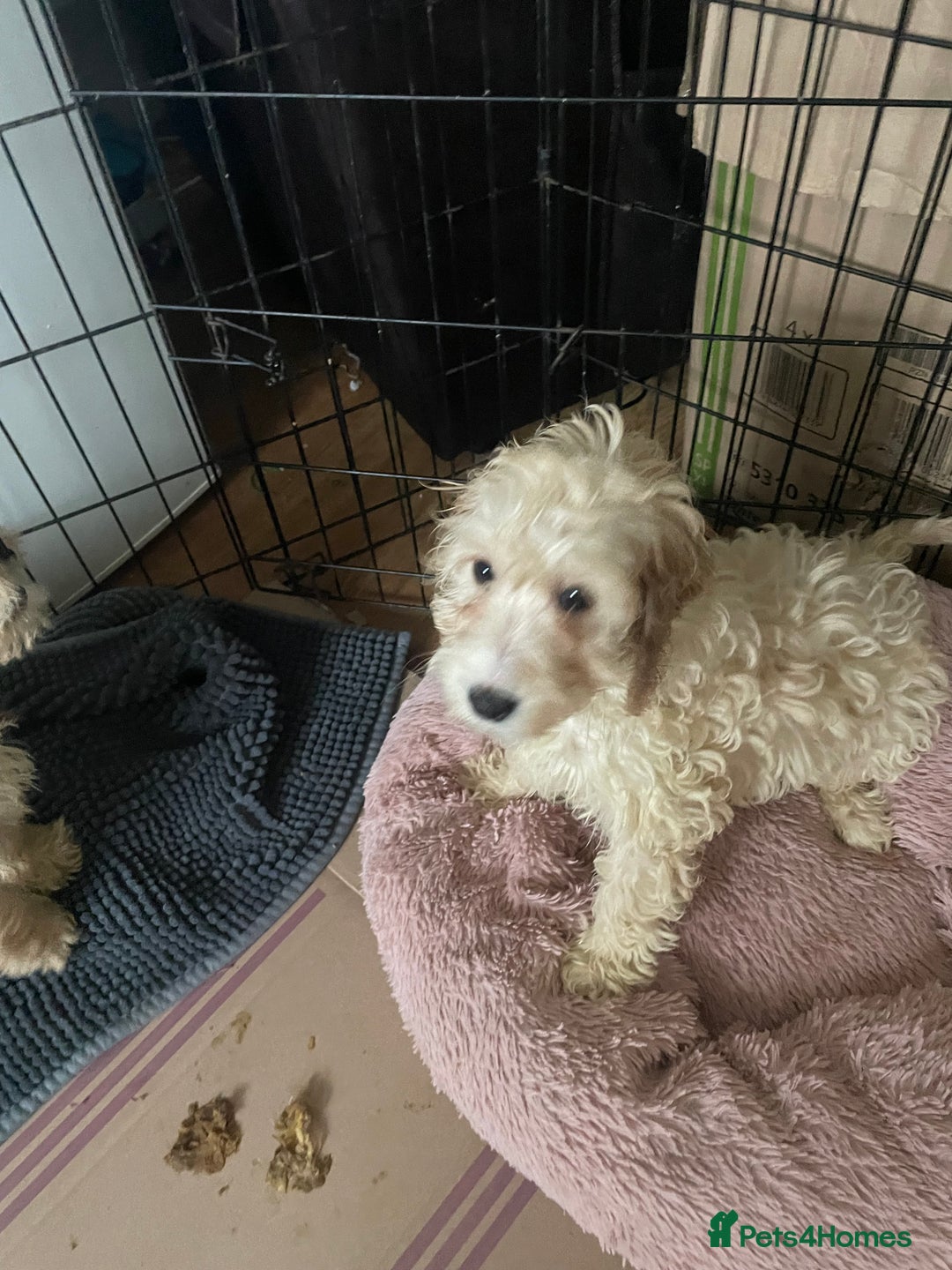 Cockapoo dogs for sale: Toy cockapoo - Advert 5