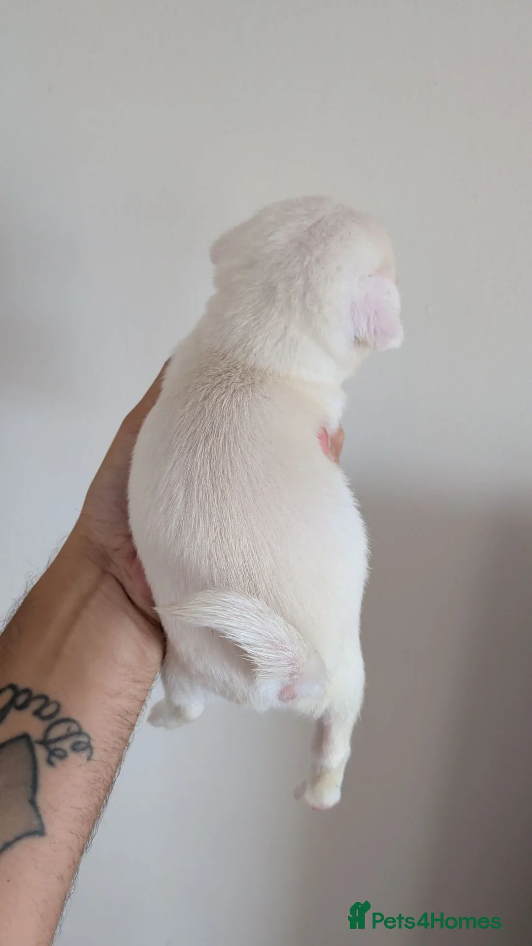 Pug dogs for sale: X2 boy Pug Pups  - Advert 6
