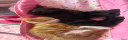 Mixed Breed cats for sale: Kittens ready to leave  in Rotherham - Advert 6