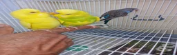 Budgerigars birds for sale: Super silly hand tamed baby budgies  - Advert 18