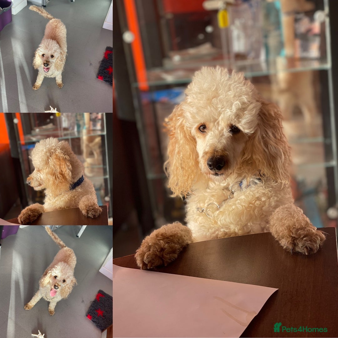 Miniature Poodle dogs for stud: HEALTH TESTED Kc Registered Miniature Poodle STUD in Doncaster - Image 9
