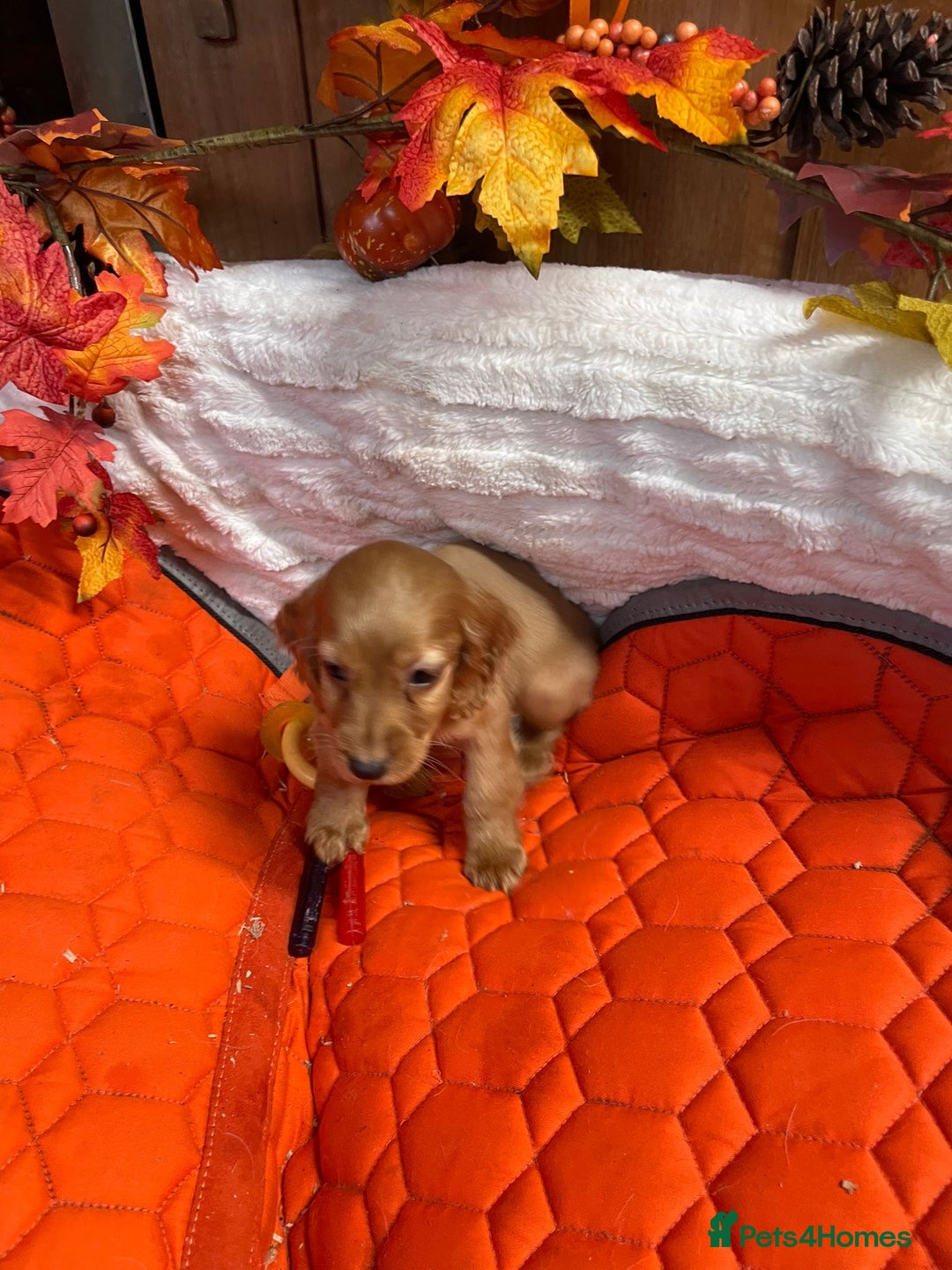 Cocker Spaniel dogs for sale: Stunning red cocker spaniel pups - Image 10