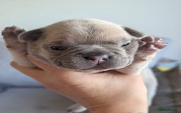 French Bulldog dogs for sale: Beautiful Well Bred French Bulldogs  - Image 8