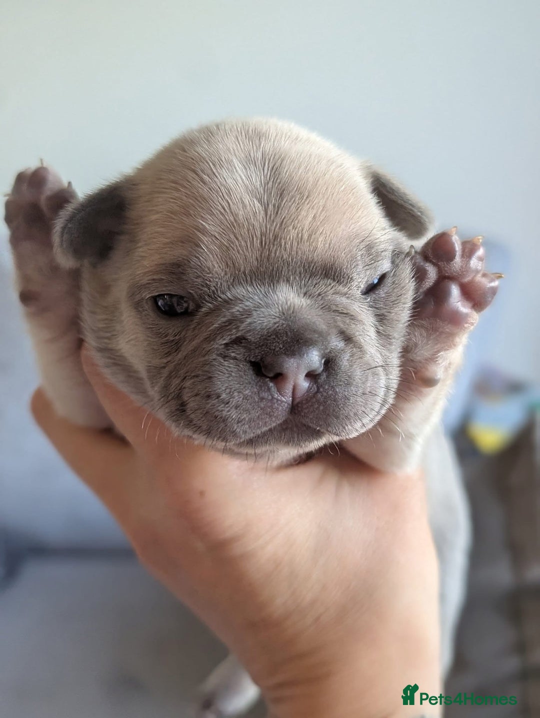 French Bulldog dogs for sale: Beautiful Well Bred French Bulldogs  - Image 8