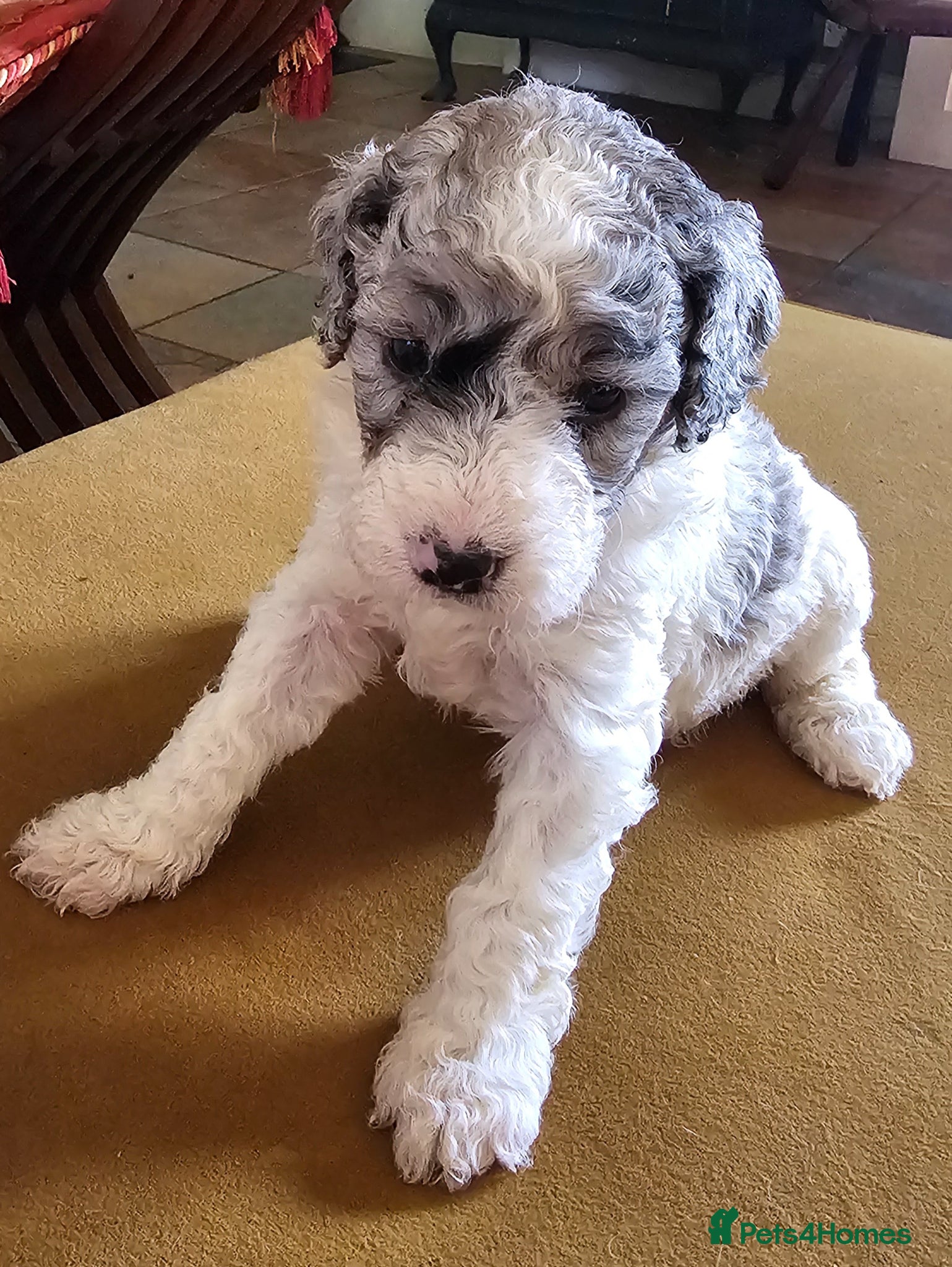 Cockapoo dogs F1b Cockapoos Including Rare Merle Roans - Advert 16