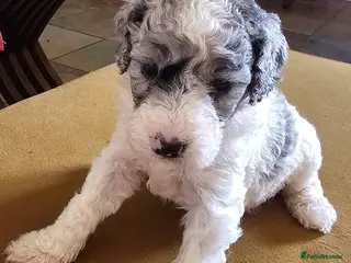 Cockapoo dogs F1b Cockapoos Including Rare Merle Roans - Advert 16