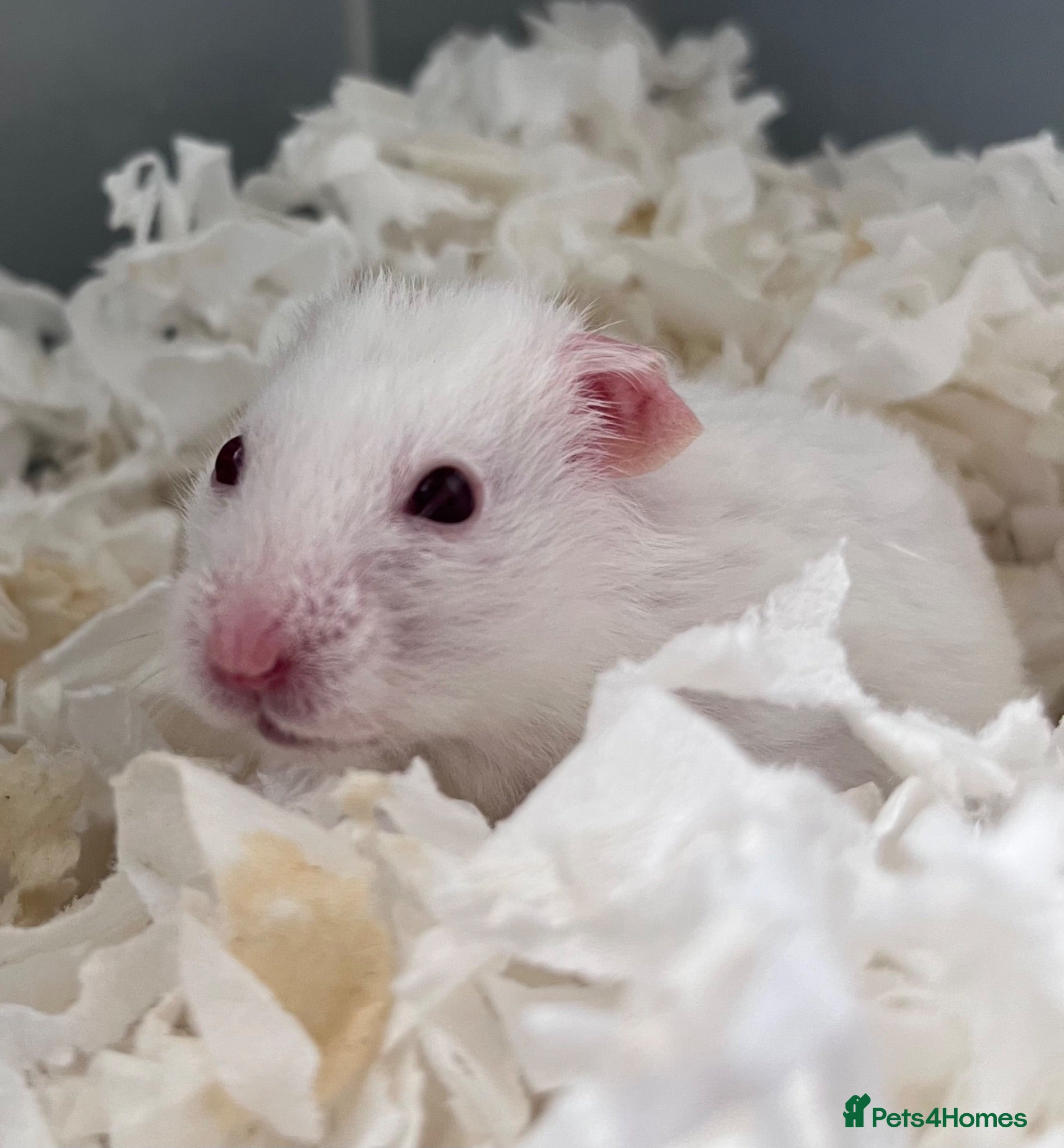Hamster rodents Syrian baby hamsters, still looking for a home - Advert 15