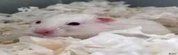 Hamster rodents for sale: Syrian baby hamsters, still looking for a home - Advert 1