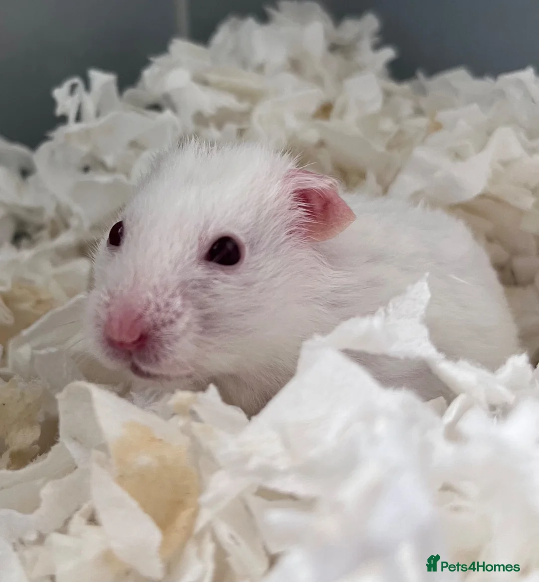 Hamster rodents for sale: Syrian baby hamsters, still looking for a home - Advert 1