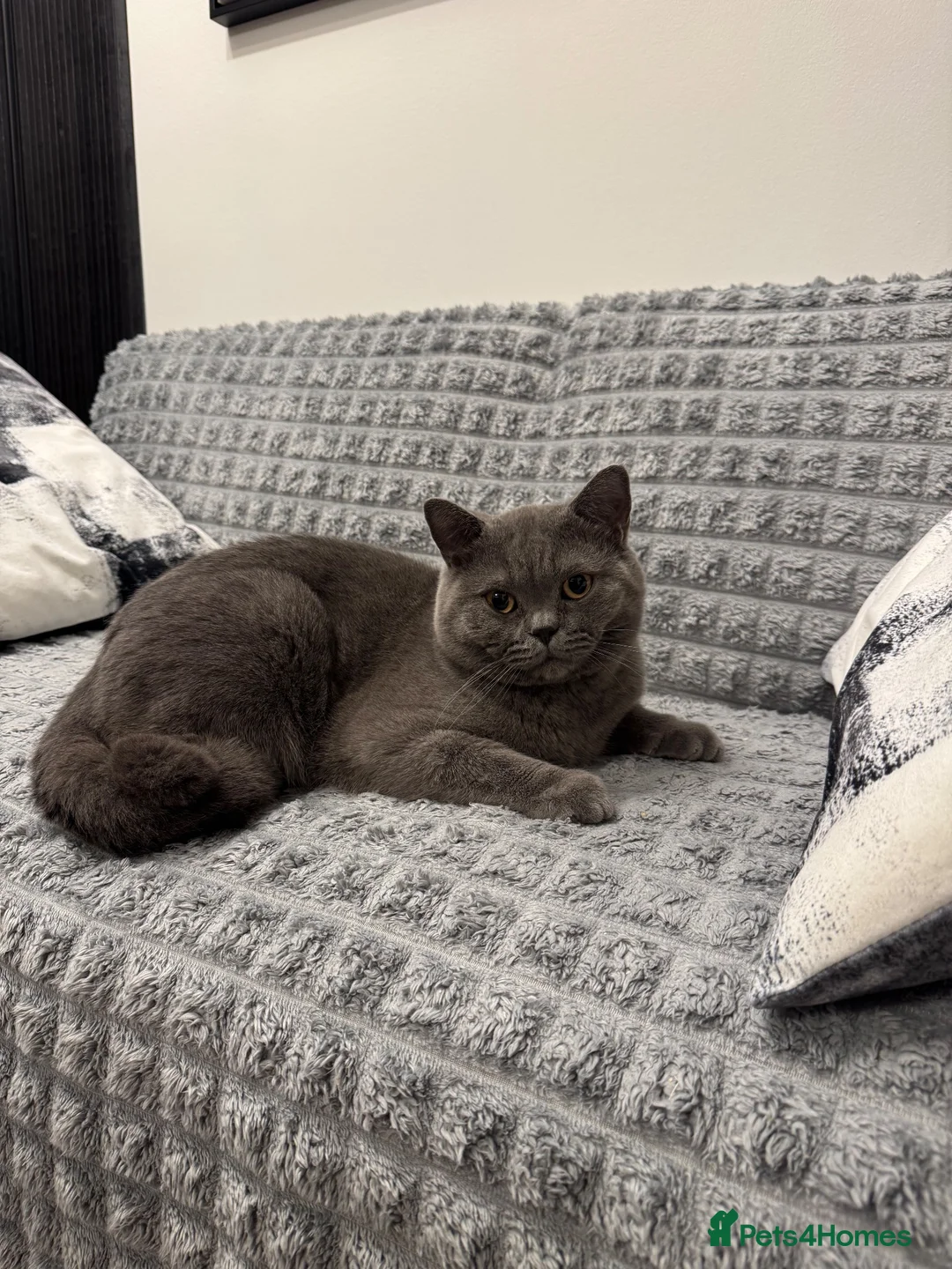 British Shorthair cats for stud: BSH BLUE STUD IN EAST LONDON - Advert 2