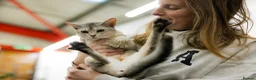 Abyssinian cats for sale: Terrific Toulouse - Advert 16