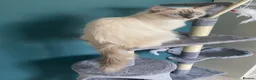 Ragdoll cats for sale: GCCF Best of Breed & Champion Bloodline Ragdolls🏆 - Advert 7