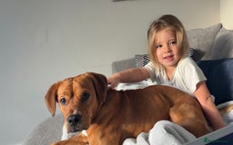 Mixed Breed dogs for sale: Thor ❤️ - Image 7