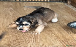 Cocker Spaniel dogs for sale: Handsome boys - Image 29