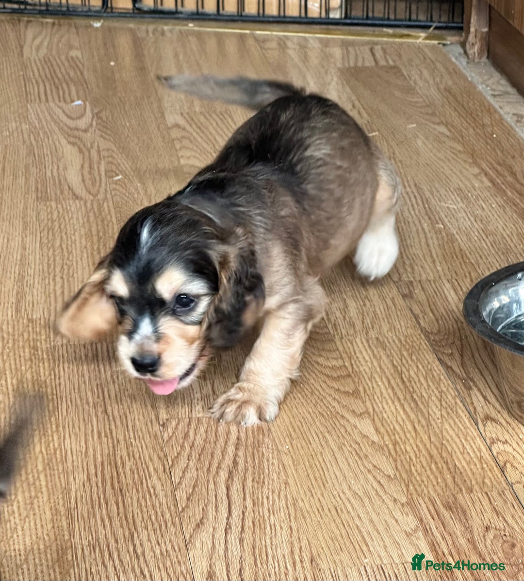 Cocker Spaniel dogs for sale: Handsome boys - Image 29