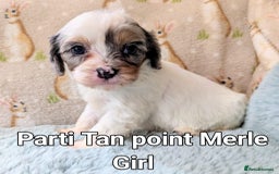 Cavapoo dogs for sale: Stunning CAVAPOO pups, DNA health tested parents - Image 5