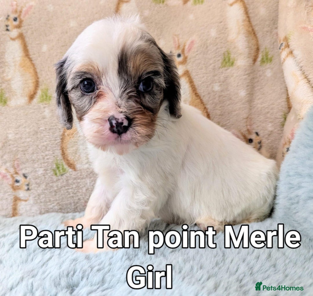 Cavapoo dogs for sale: Stunning CAVAPOO pups, DNA health tested parents - Image 5