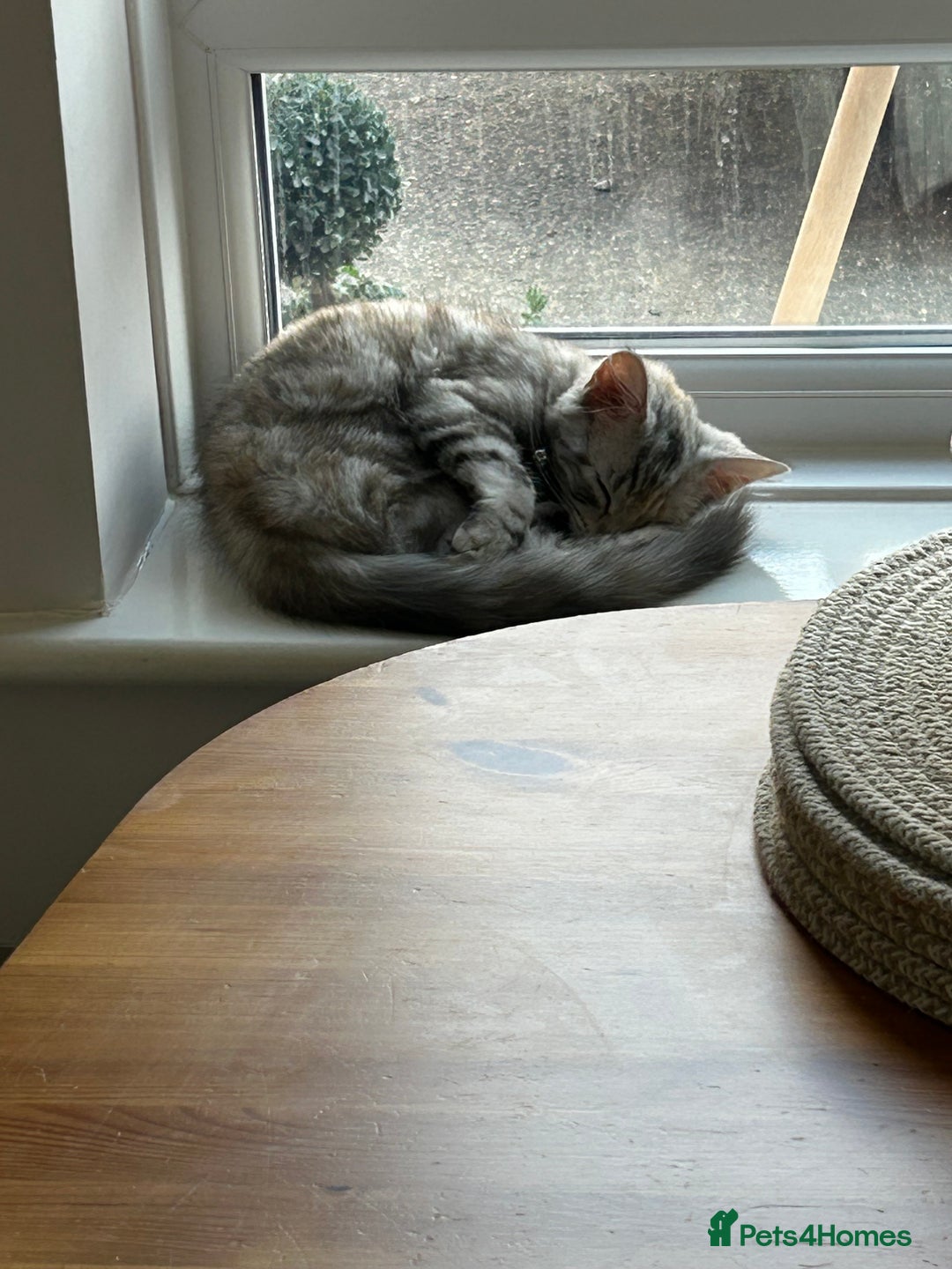 Mixed Breed cats for sale: Beautiful mixed breed girl for sale - Advert 10