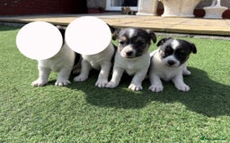 Jack Russell dogs for sale: Jack Russell puppies  - Image 6
