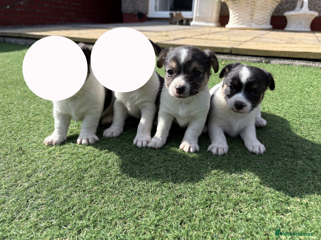 Jack Russell dogs for sale: Jack Russell puppies  - Image 6