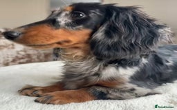 Miniature Dachshund dogs for stud: ✨BEETLEJUICE✨ MINI LONG HAIRED ✨KC - Image 1